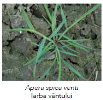 Apera spica venti