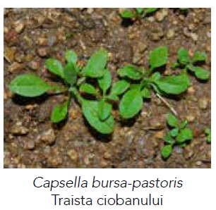 Capsella bursa pastoris