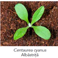 Centaurea cyanus
