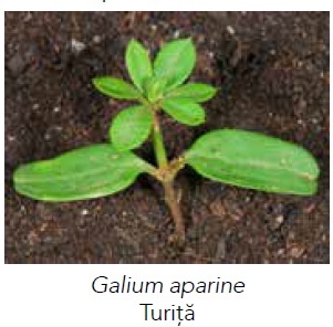 Galium aparine
