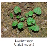 Lamium spp