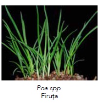 Poa spp.
