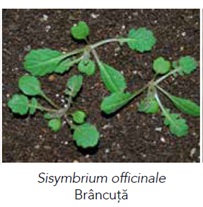 Sisymbrium officinale