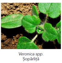 Veronica spp.