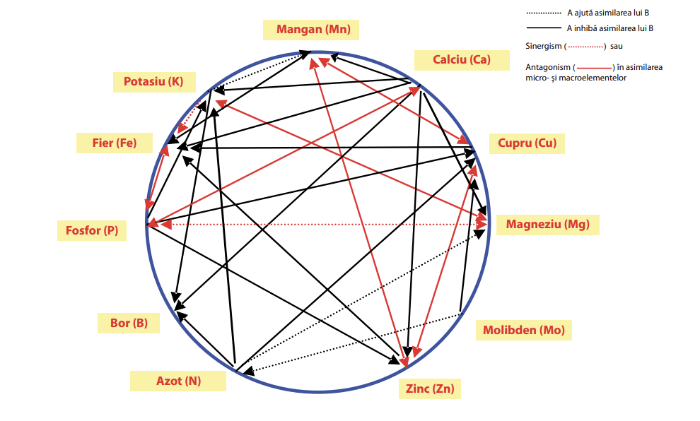 schema lui mulders