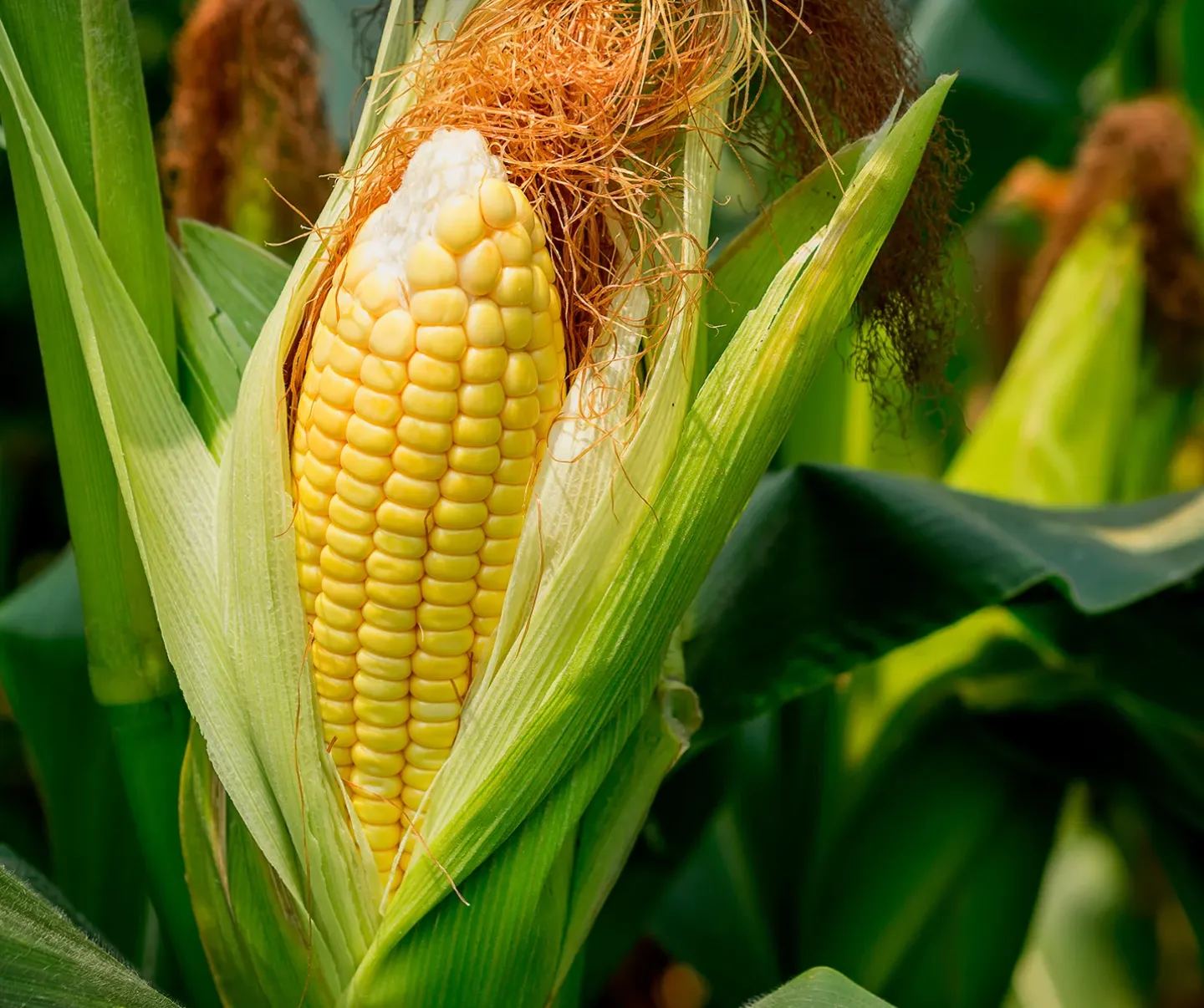 ManZinc™ SC