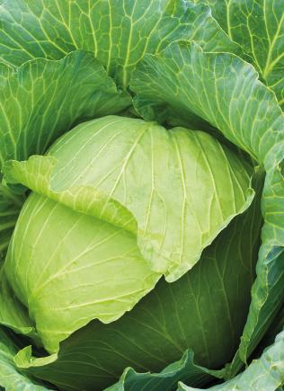 produse biologice