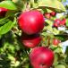 Apples
