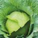 Cabbage