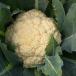 Cauliflower