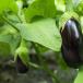 Eggplant