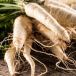 Parsnip