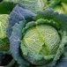 Brussels Cabbage