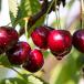 Sour cherry