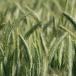 Triticale