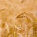 Wheat