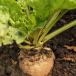 Sugarbeet