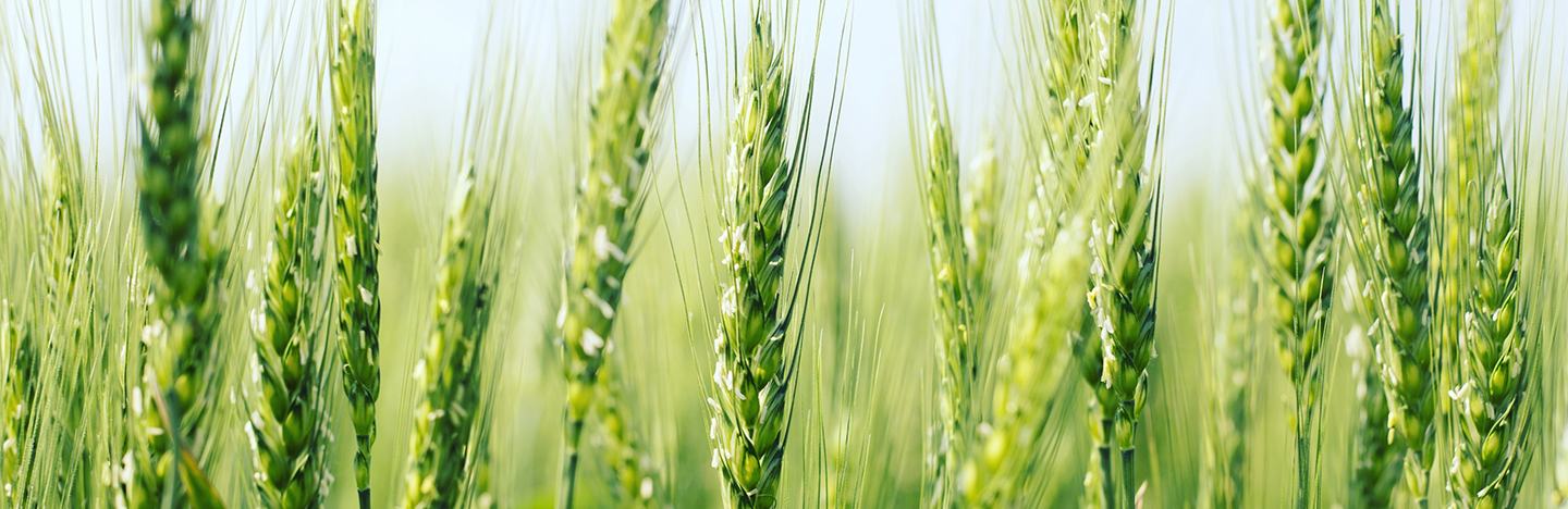 Fungicide